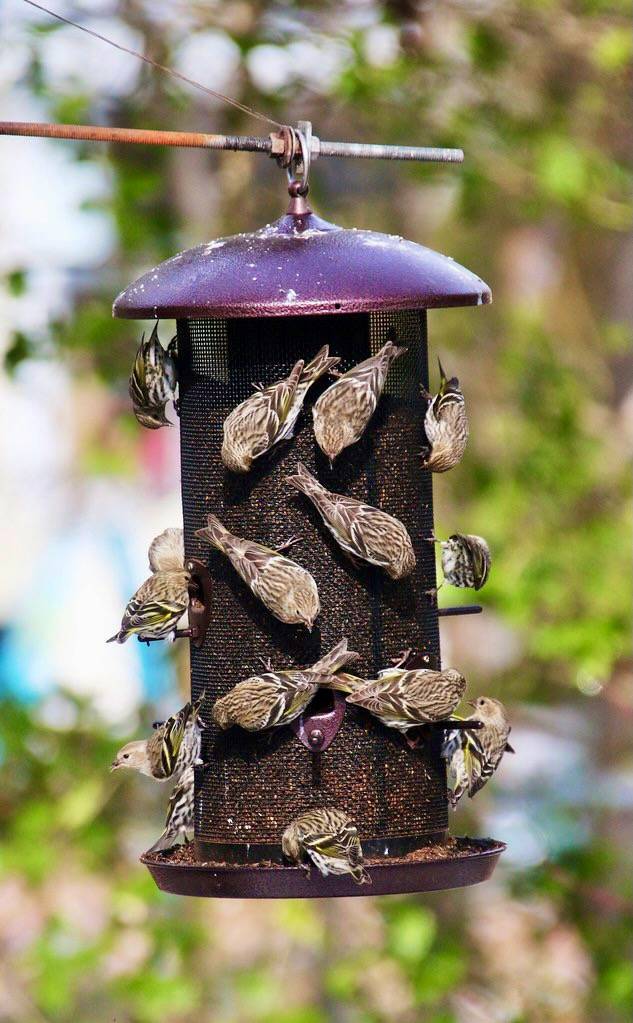 American goldfinch (Spinus tristis) and Pine siskin (Spinus pinus) by RUFUSLHWD is licensed under CC BY-SA 2.0.